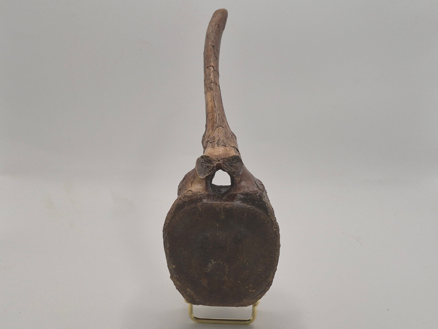 9" Hadrosaur Caudal Vertebrae(Judith River)