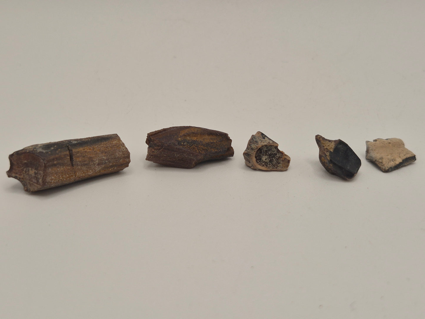Bundle of 5 Hadrosaur Teeth