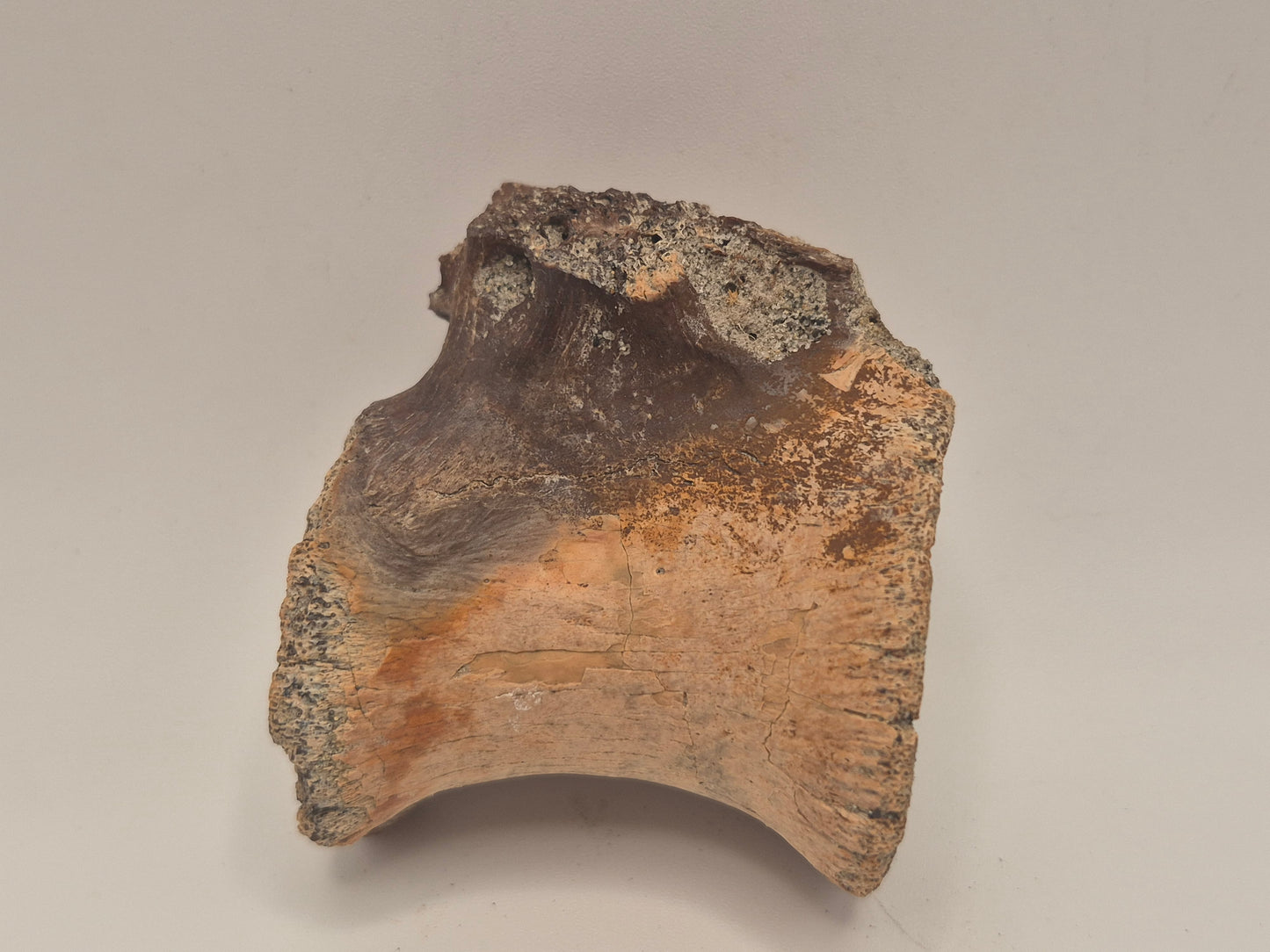 Juvenile Tyrannosauridae indet. Anterior Caudal Vertebra (Judith river)