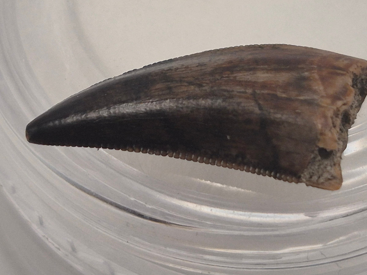 0.66" Dromaeosaurus Raptor Tooth (Judith River)