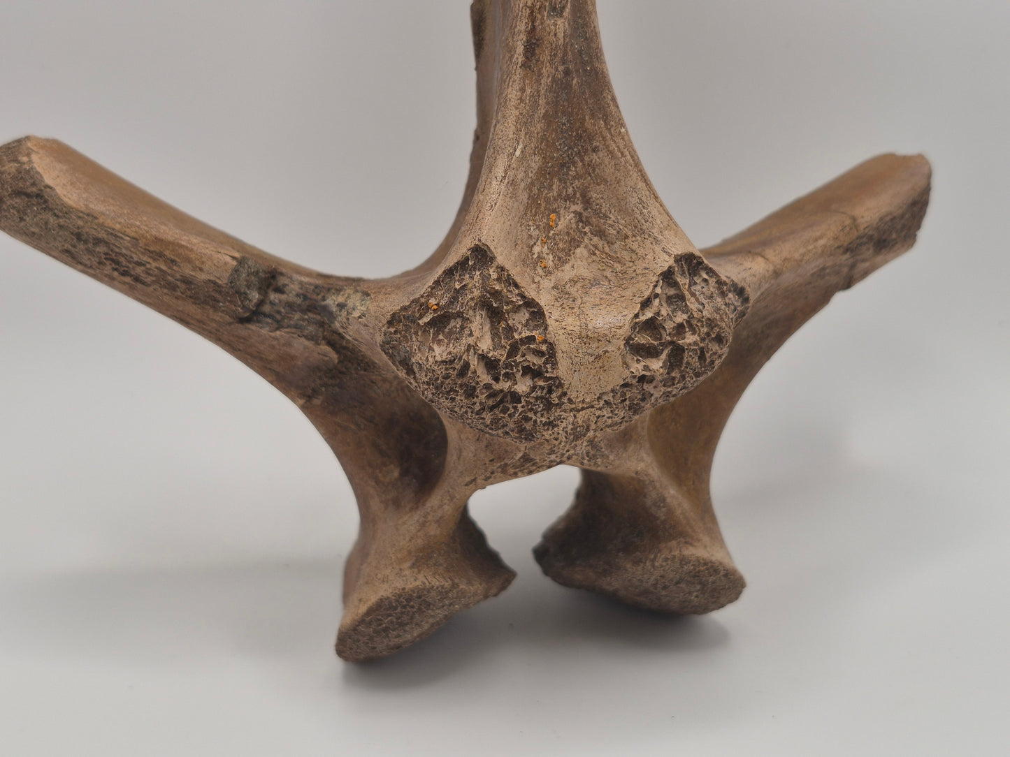 10.6" Ceratopsian indet. Dorsal Vertebra (D3–D6)(Judith River)