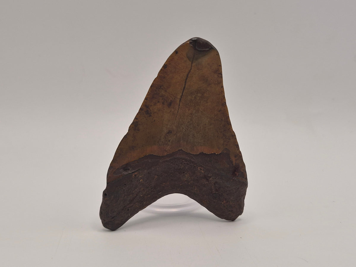 3.19" Megalodon Tooth (North Carolina)