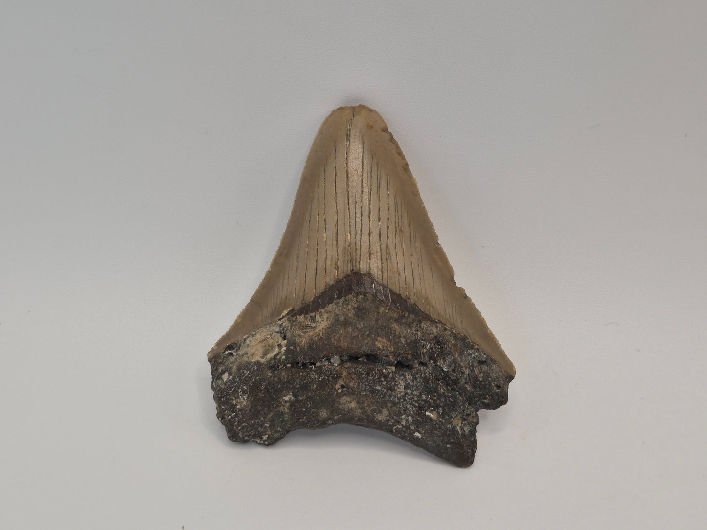 2.91" Megalodon Tooth (North Carolina)