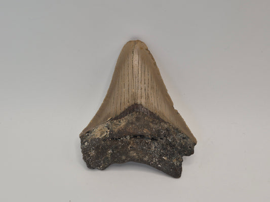 2.91" Megalodon Tooth (North Carolina)