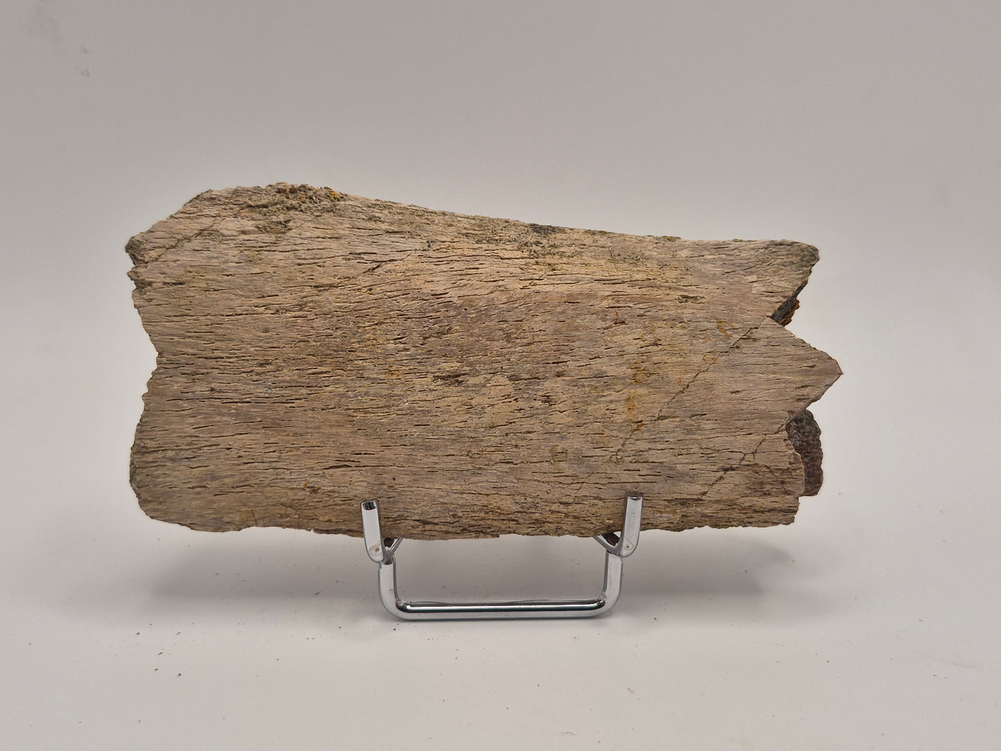 4.96" Dinosaur Rib Bone (Judith River)