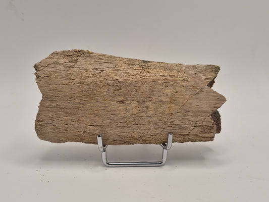 4.96" Dinosaur Rib Bone (Judith River)