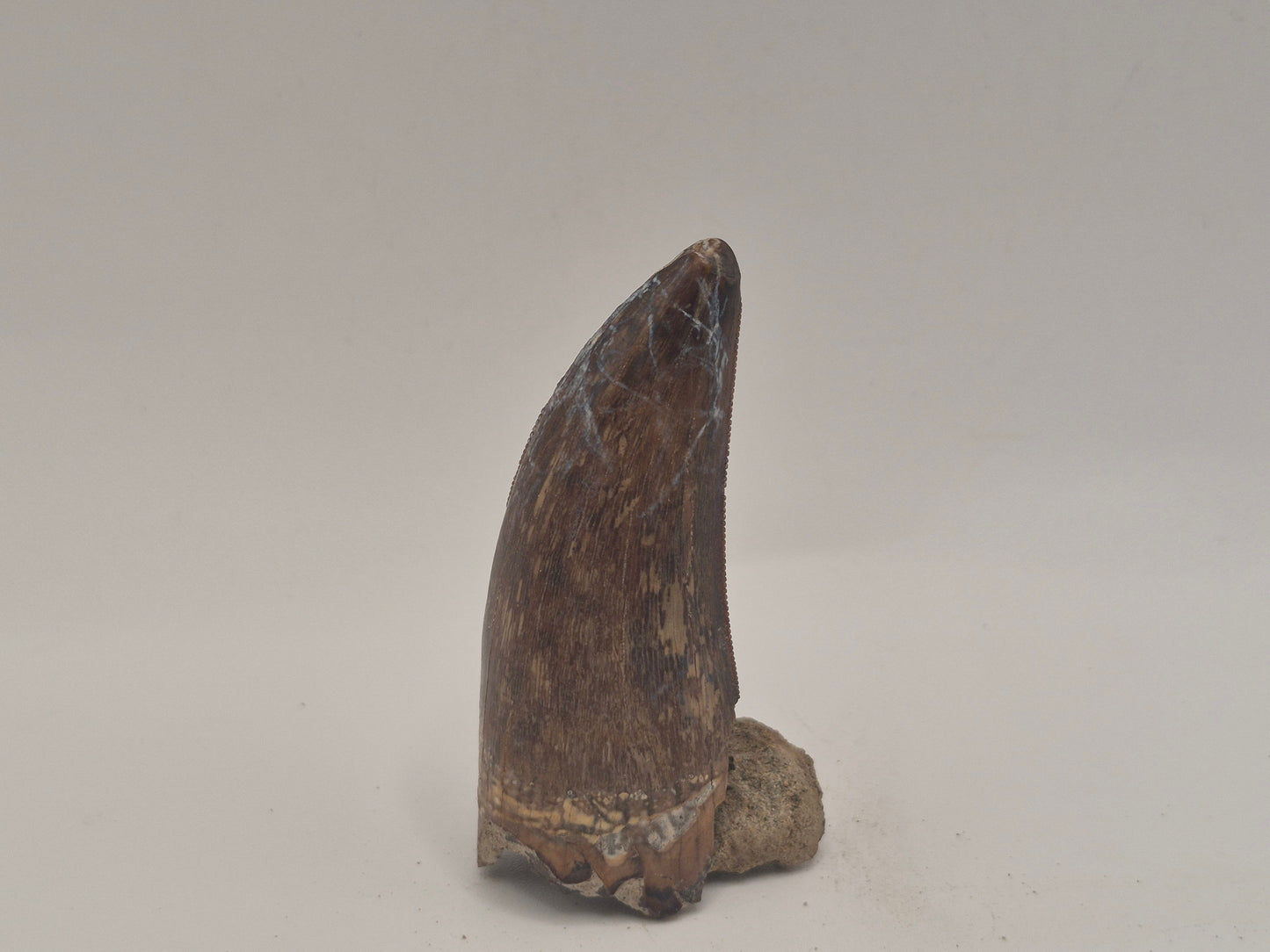 2.29 Tyrannosaur Tooth(Judith River)