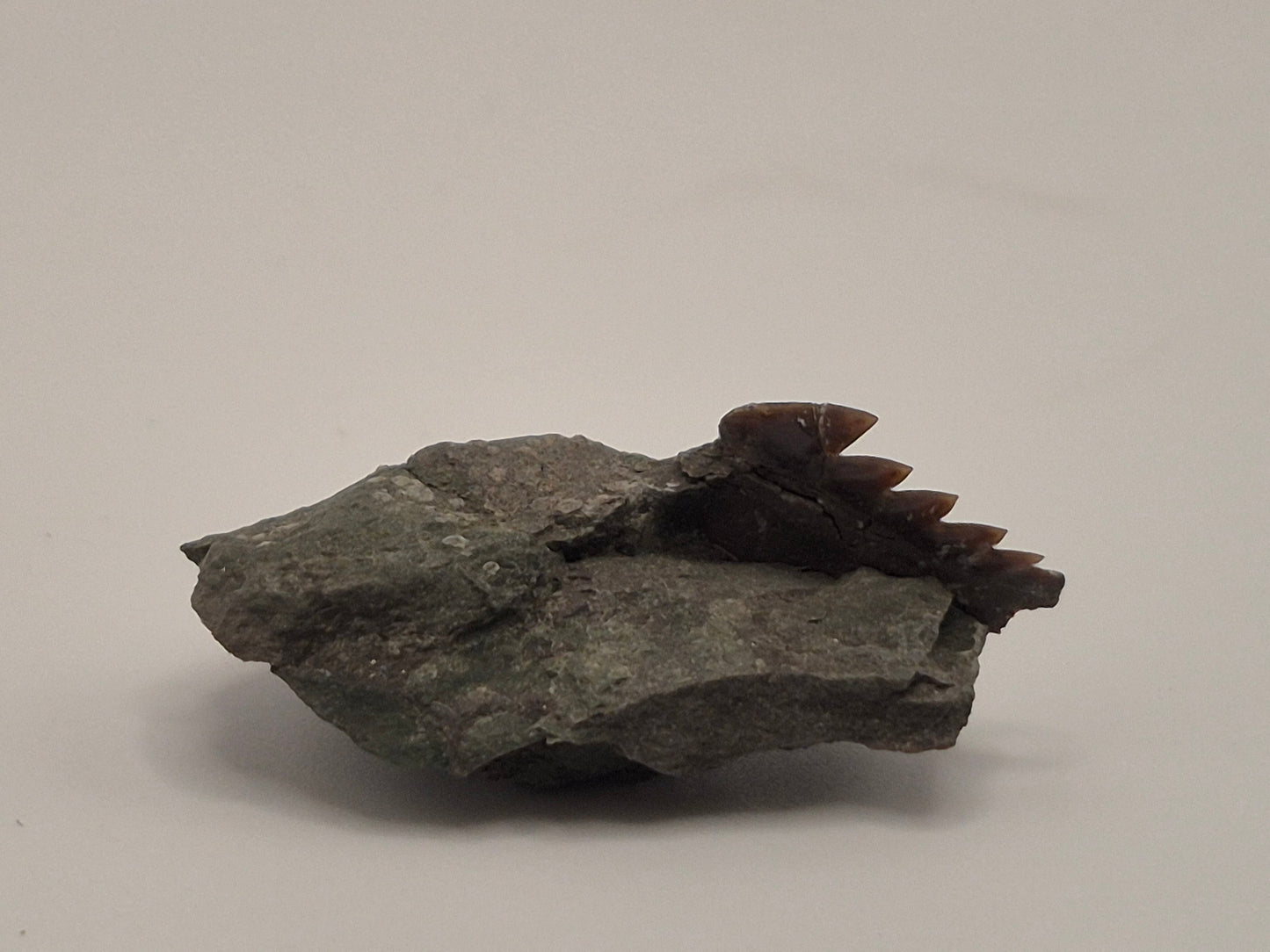 0.43" Hexanchus Microdon Lower Tooth (Hornby Island)