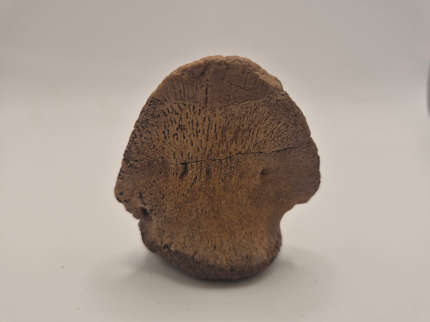 2.69" Hadrosaur Ungual (Judith River)