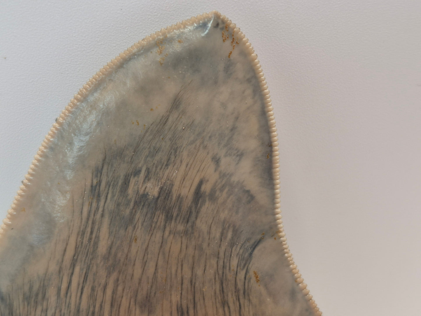4.25" Megalodon Tooth(Indonesia)