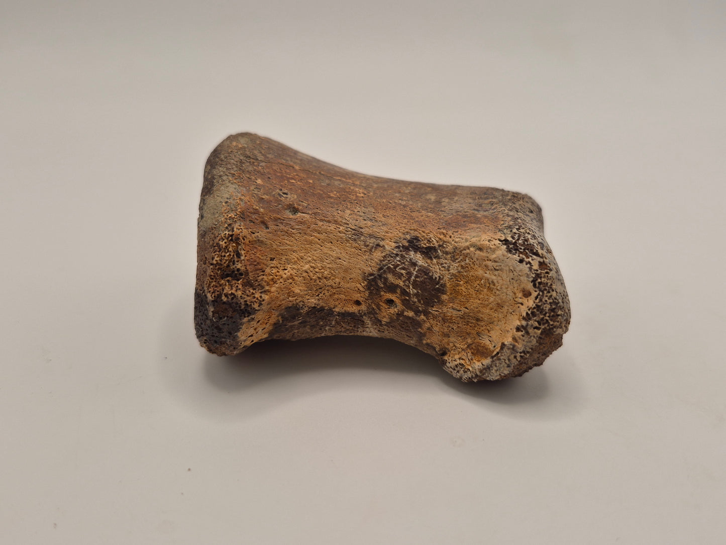 2.5" Hadrosaur Toe Bone (Judith River)