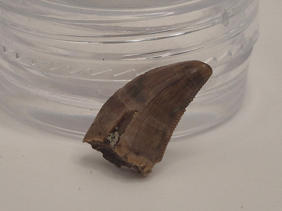 0.57" Dromaeosaurus Raptor Tooth (Judith River)