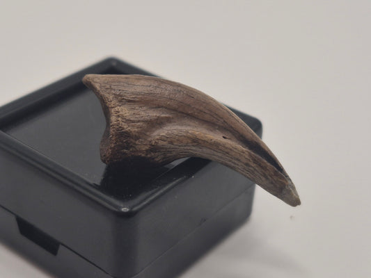 1.19" Troodon Toe claw(Judith River)