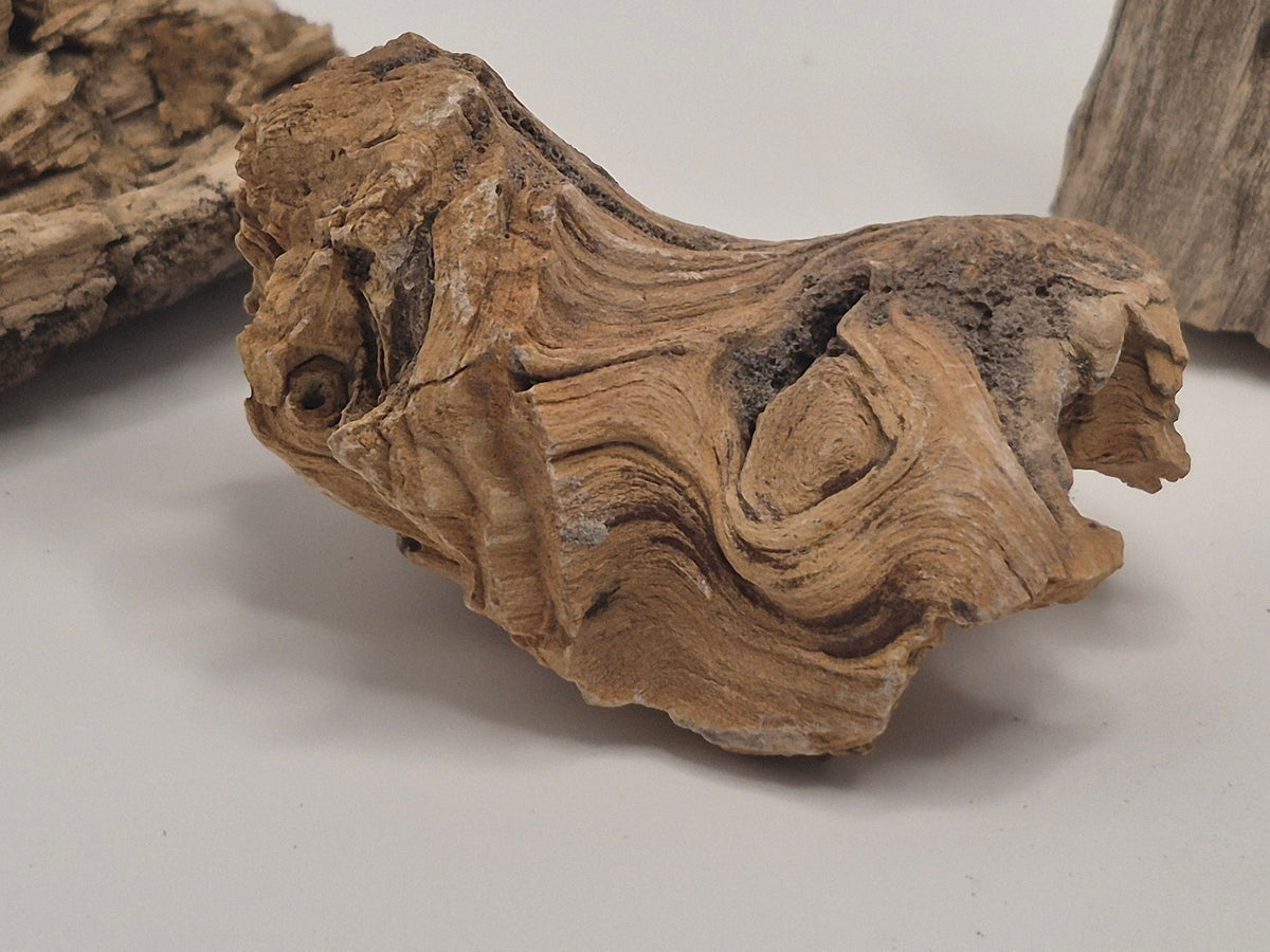 Bundle 4 pieces of Petrified wood (Alberta)