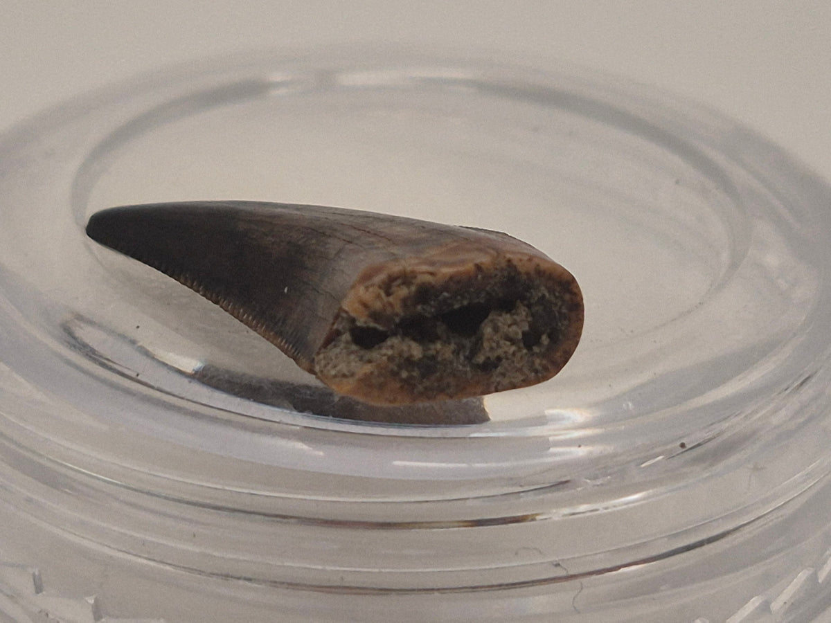 0.66" Dromaeosaurus Raptor Tooth (Judith River)