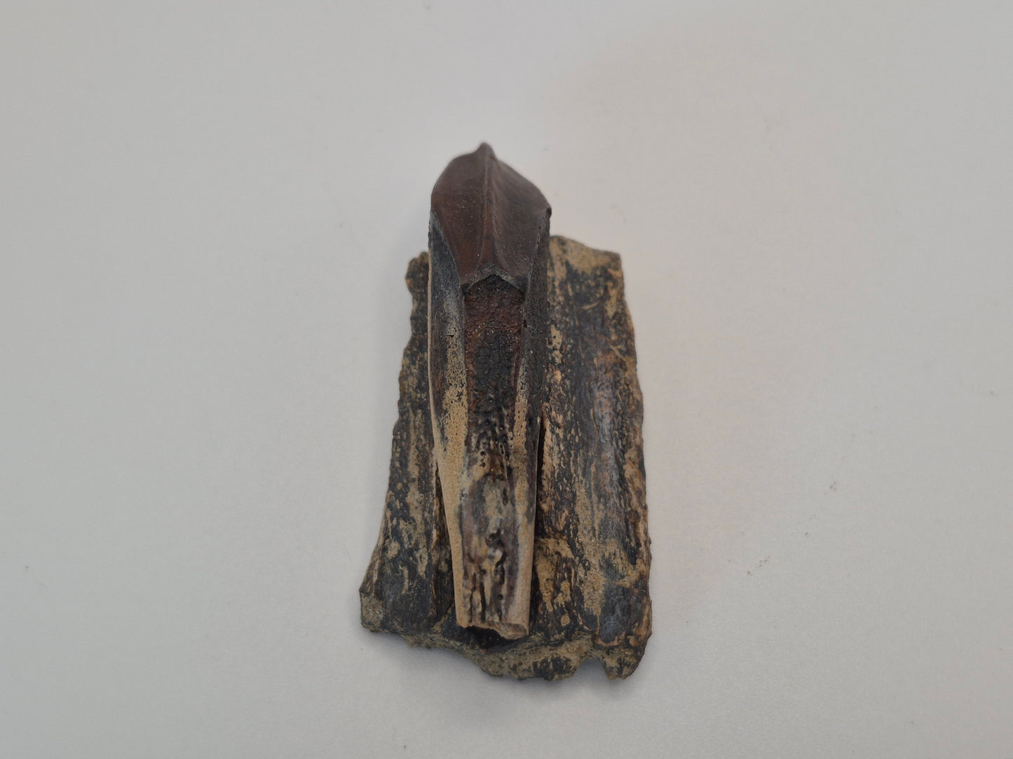 2" Hadrosaur Tooth W/ Jaw(Judith River)