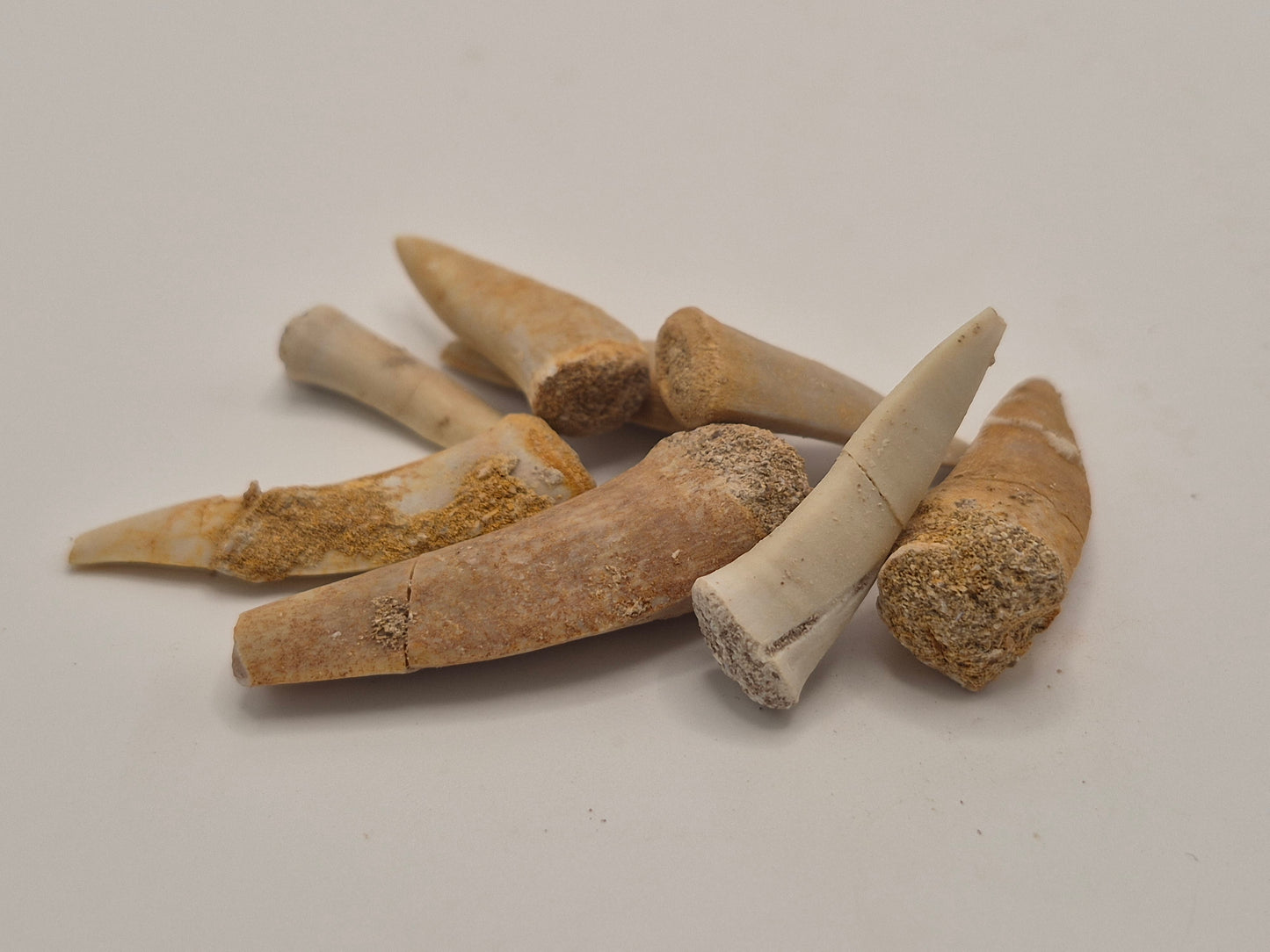 10 Enchodus Teeth Bundle (Morocco)