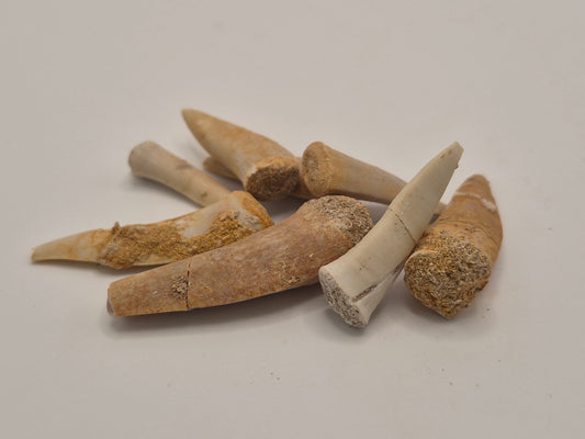 Enchodus Tooth
