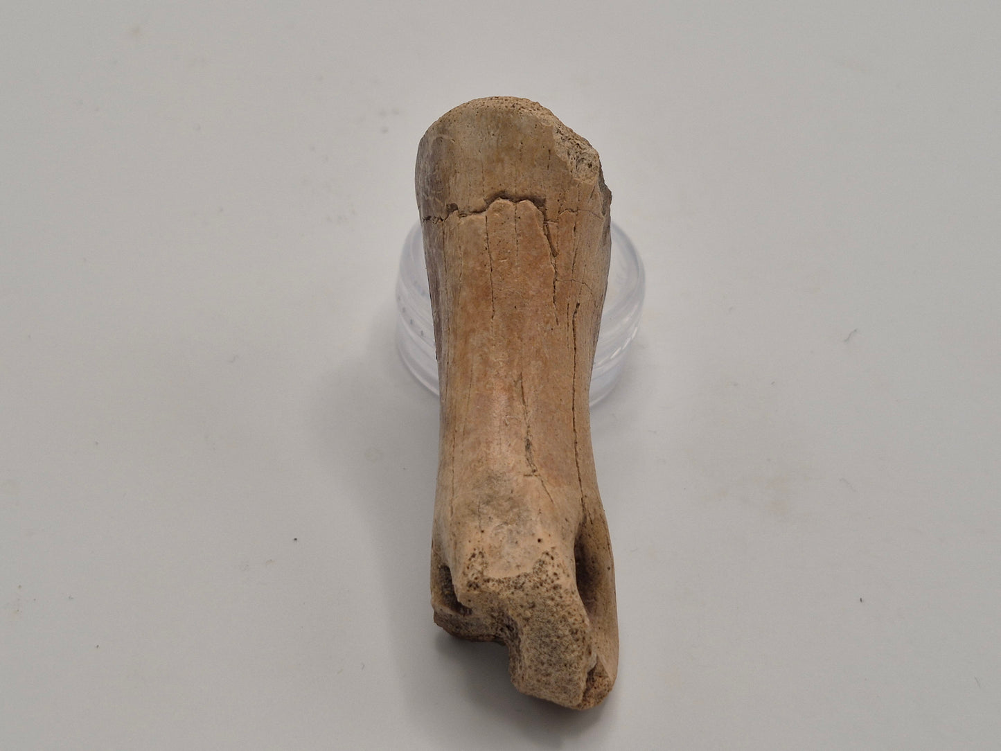 2.54" Ornithomimid Toe Bone (Judith River)
