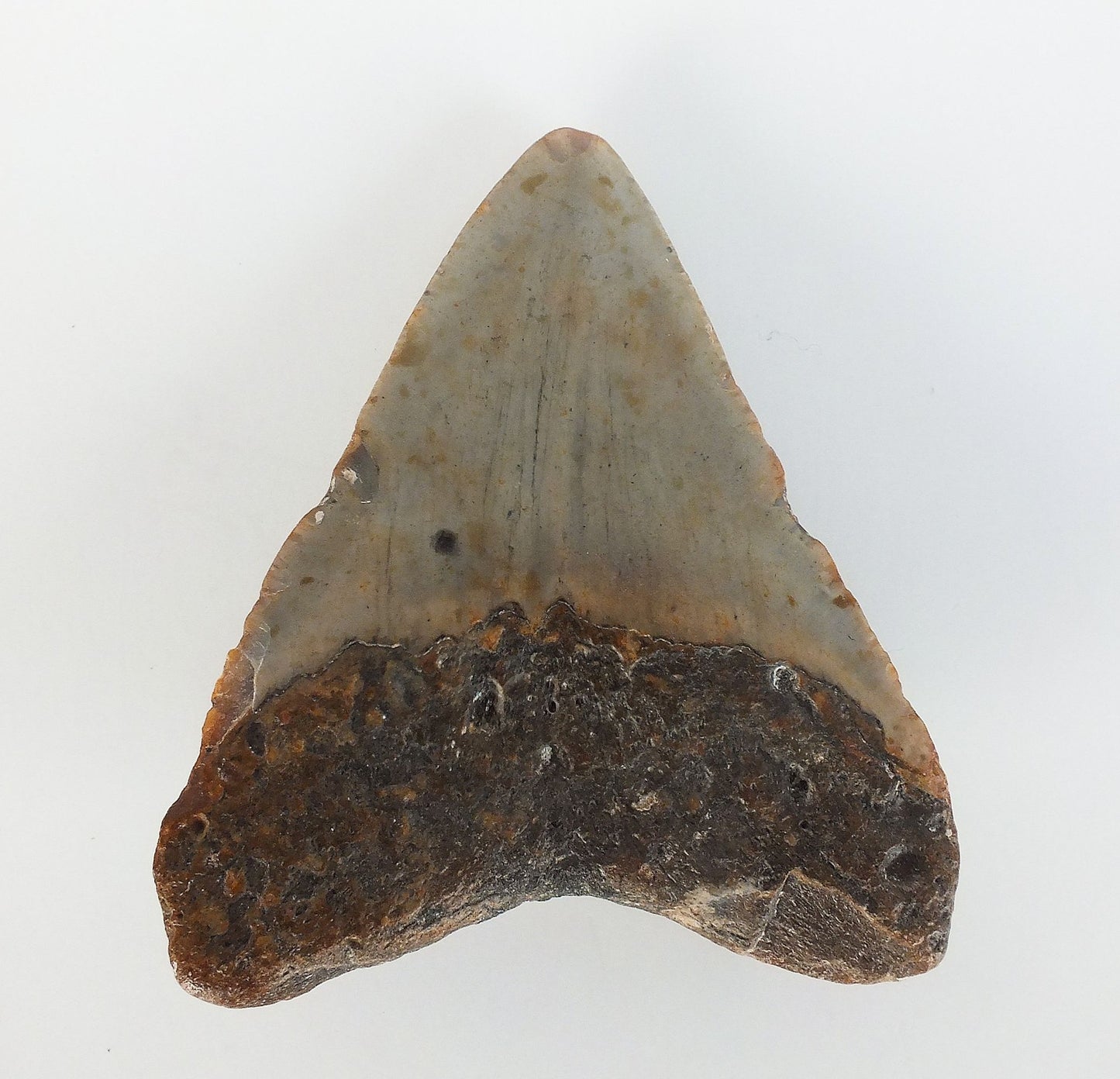 3.25" Megalodon Tooth