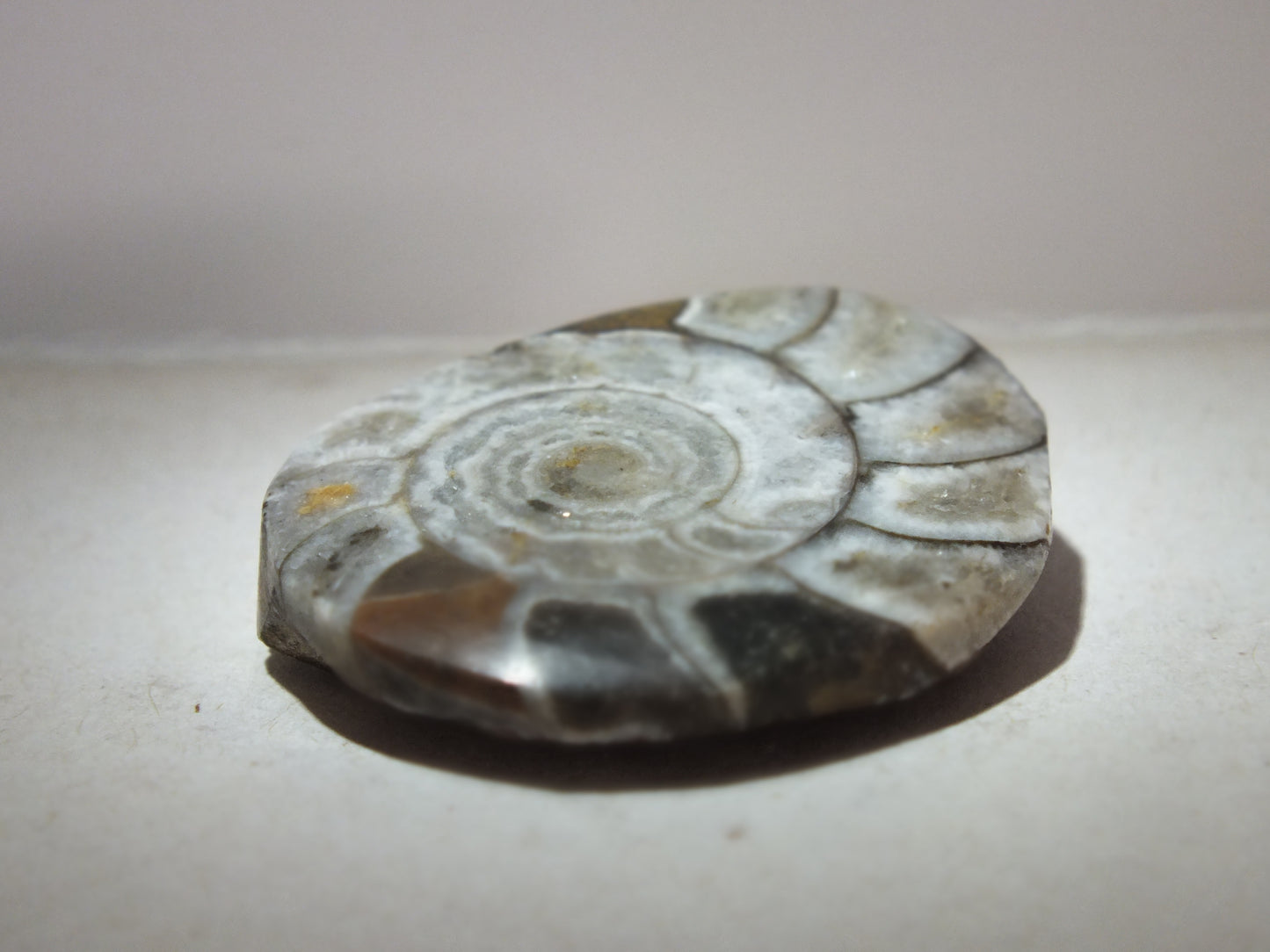 Polished Ammonites
