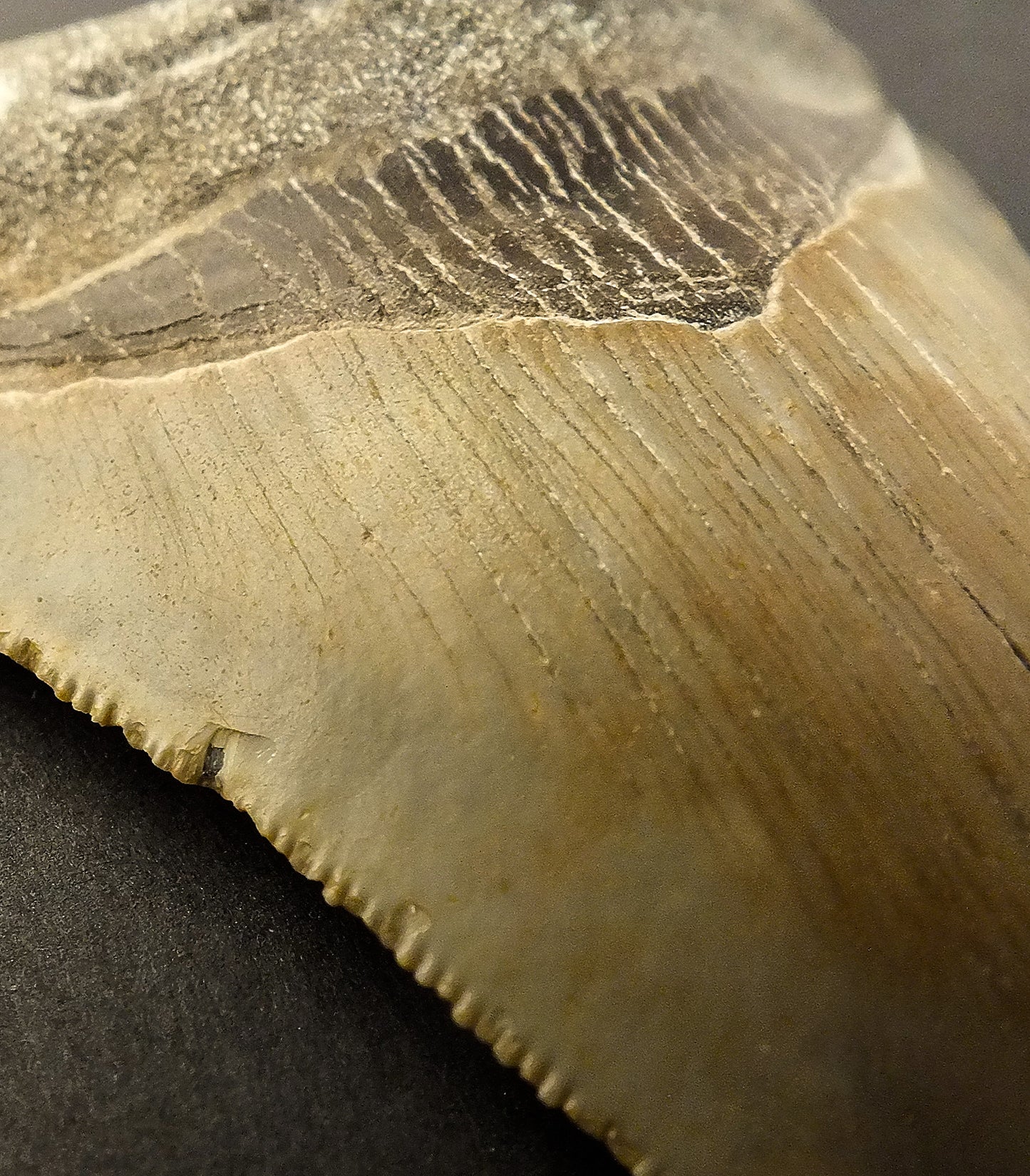 3.71" Megalodon Tooth