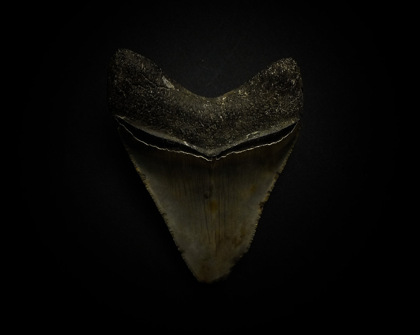 3.71" Megalodon Tooth