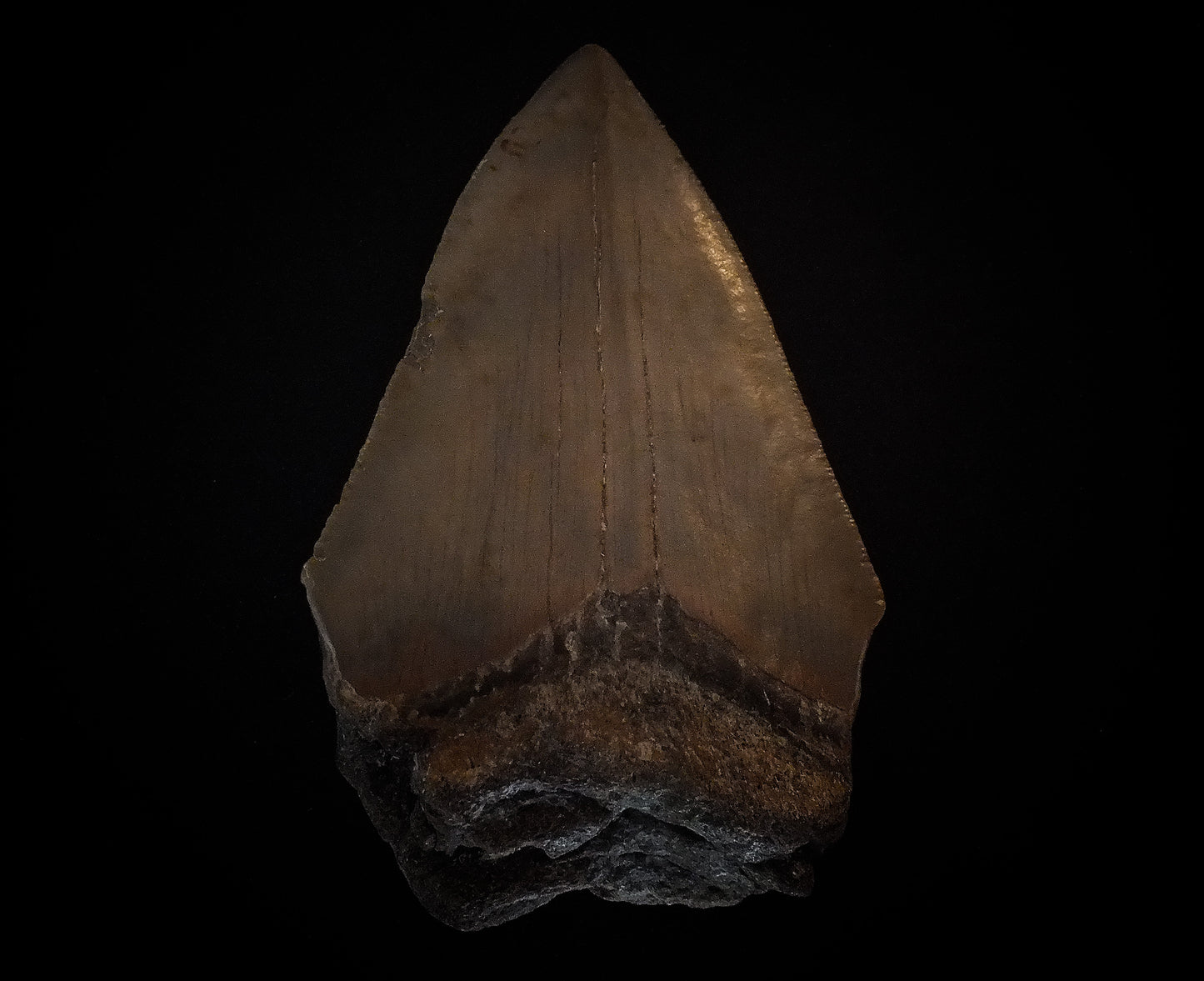 4.3" Megalodon Tooth