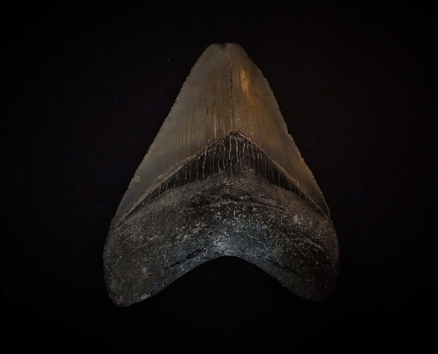 3.71" Megalodon Tooth