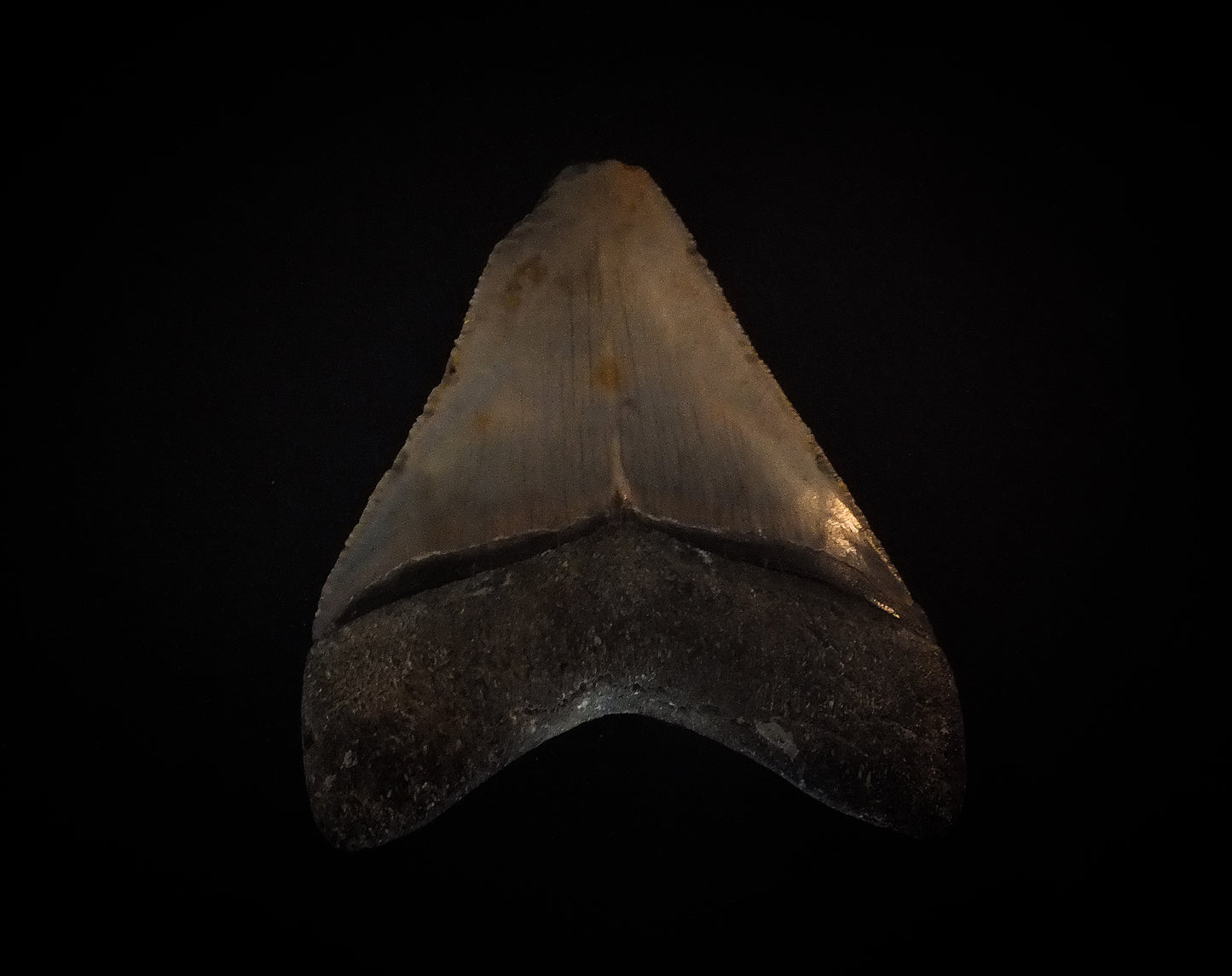3.71" Megalodon Tooth