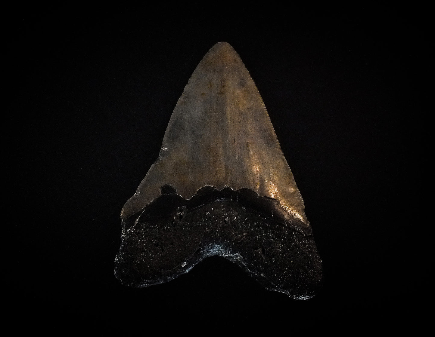 3.77" Megalodon Tooth