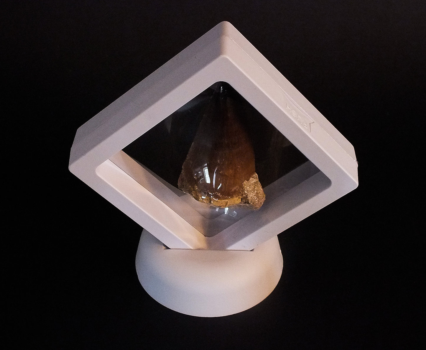 2.0" Mosasaur Tooth