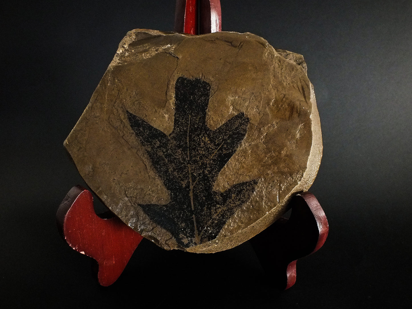 3.25" Cherry Oak Leaf
