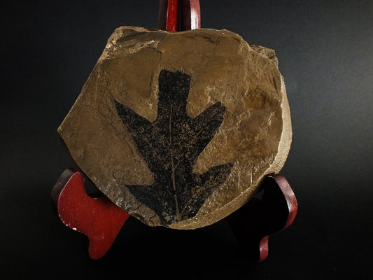 3.25" Cherry Oak Leaf