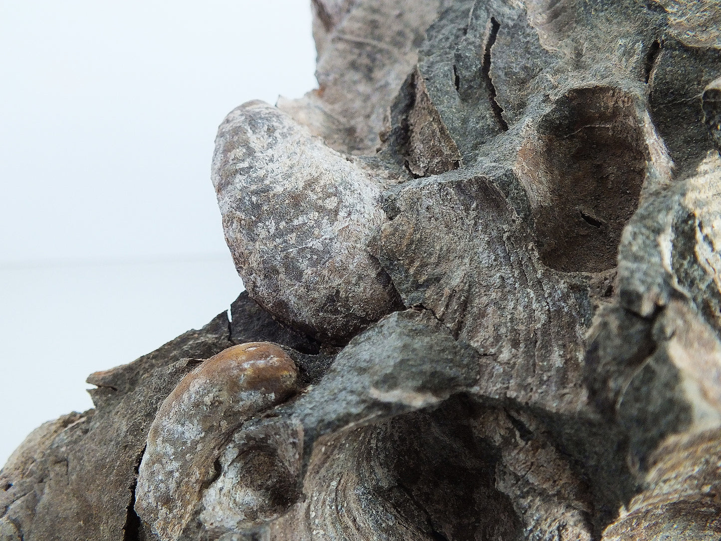 Large Bucchia Bivalve Cluster