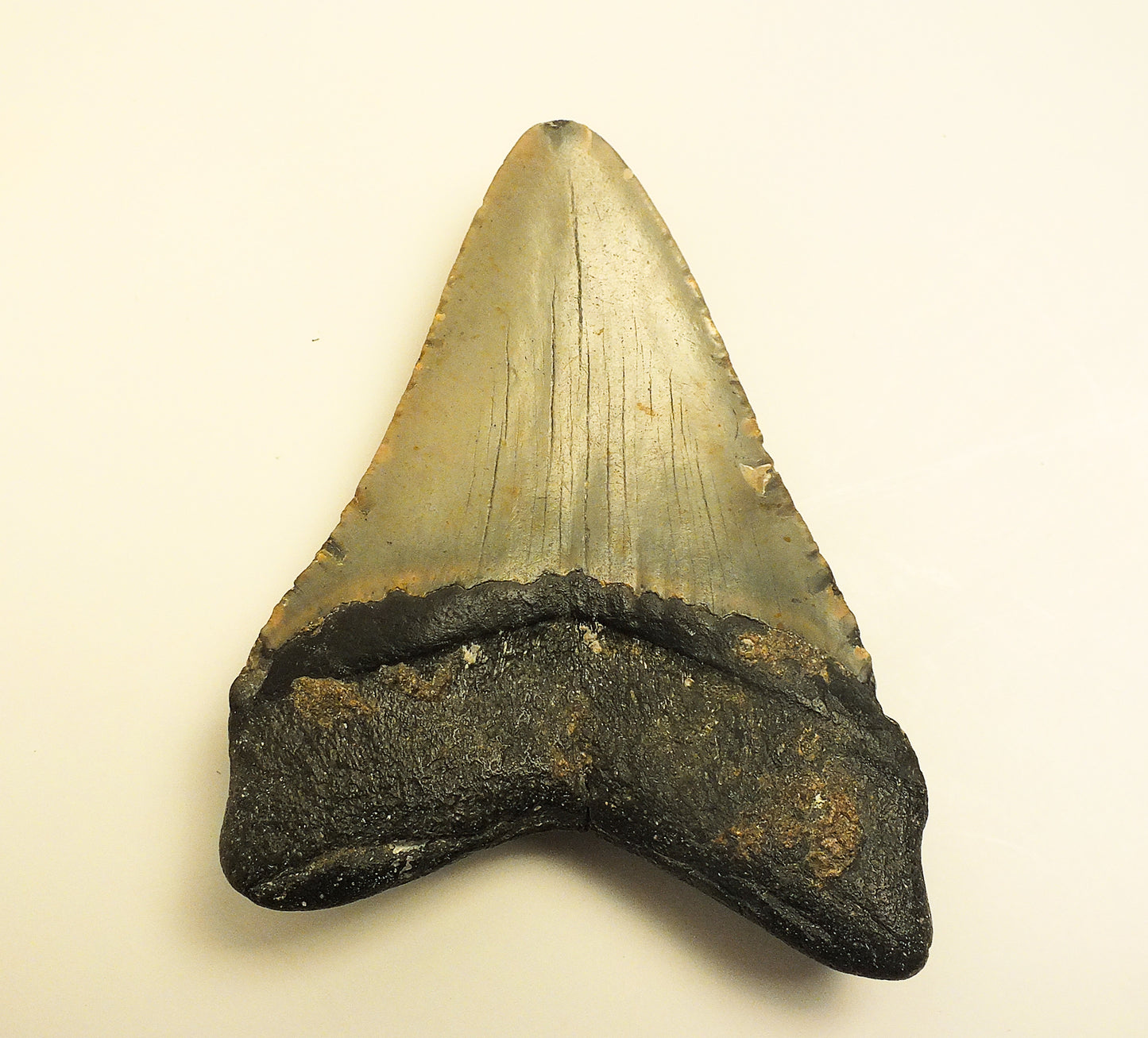 4.14" Megalodon Tooth