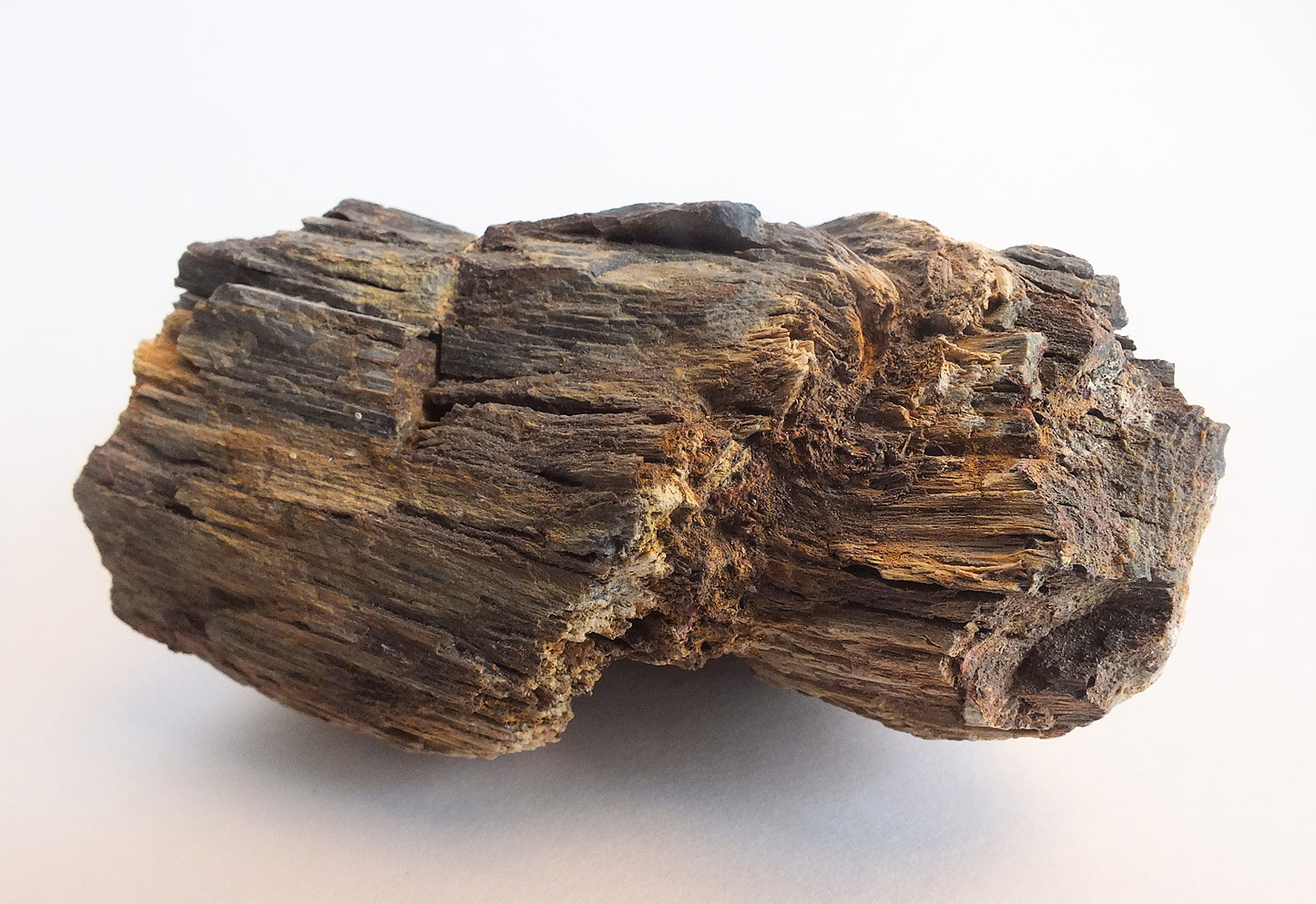Arizona Petrified Wood