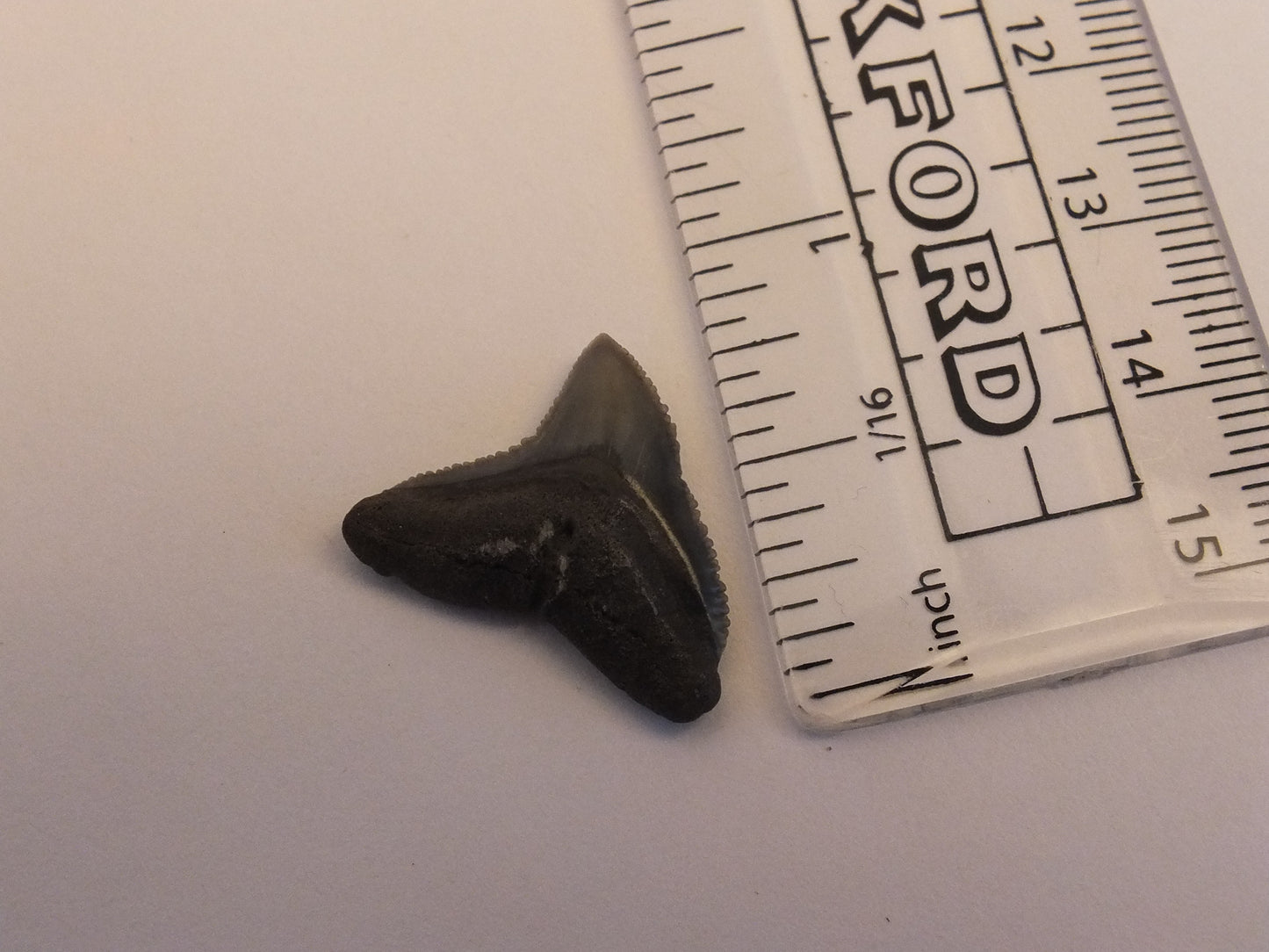 0.8" Bull Shark Tooth Fossil