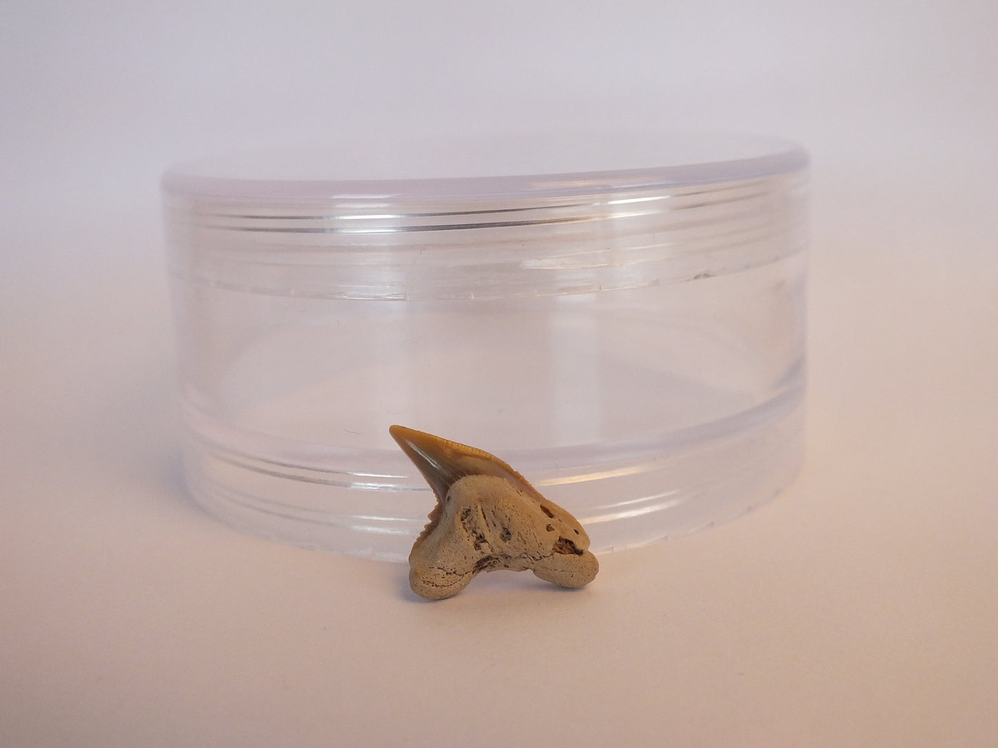 0.8" Extinct Tiger Shark Teeth (Physogaleus Contortus)