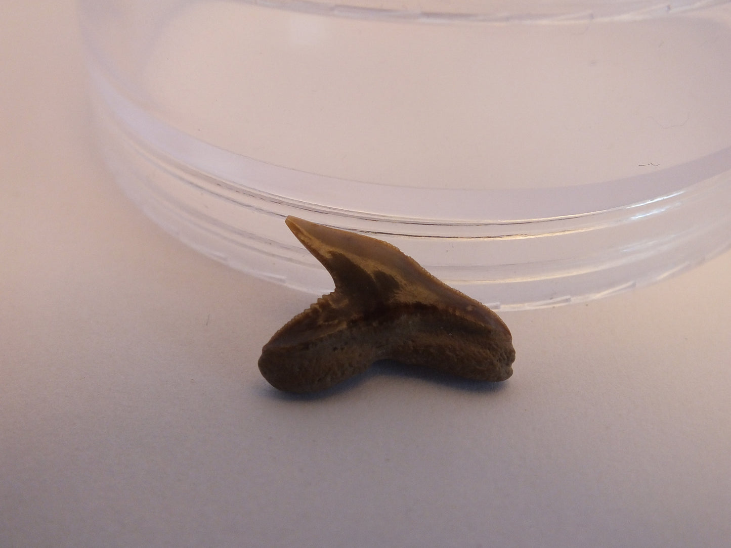 0.75" Extinct Tiger Shark Teeth (Physogaleus Contortus)