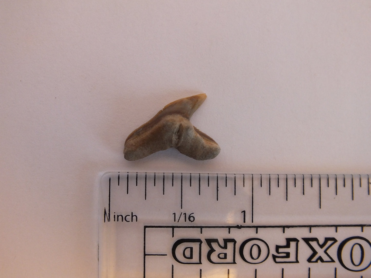 0.75" Extinct Tiger Shark Teeth (Physogaleus Contortus)