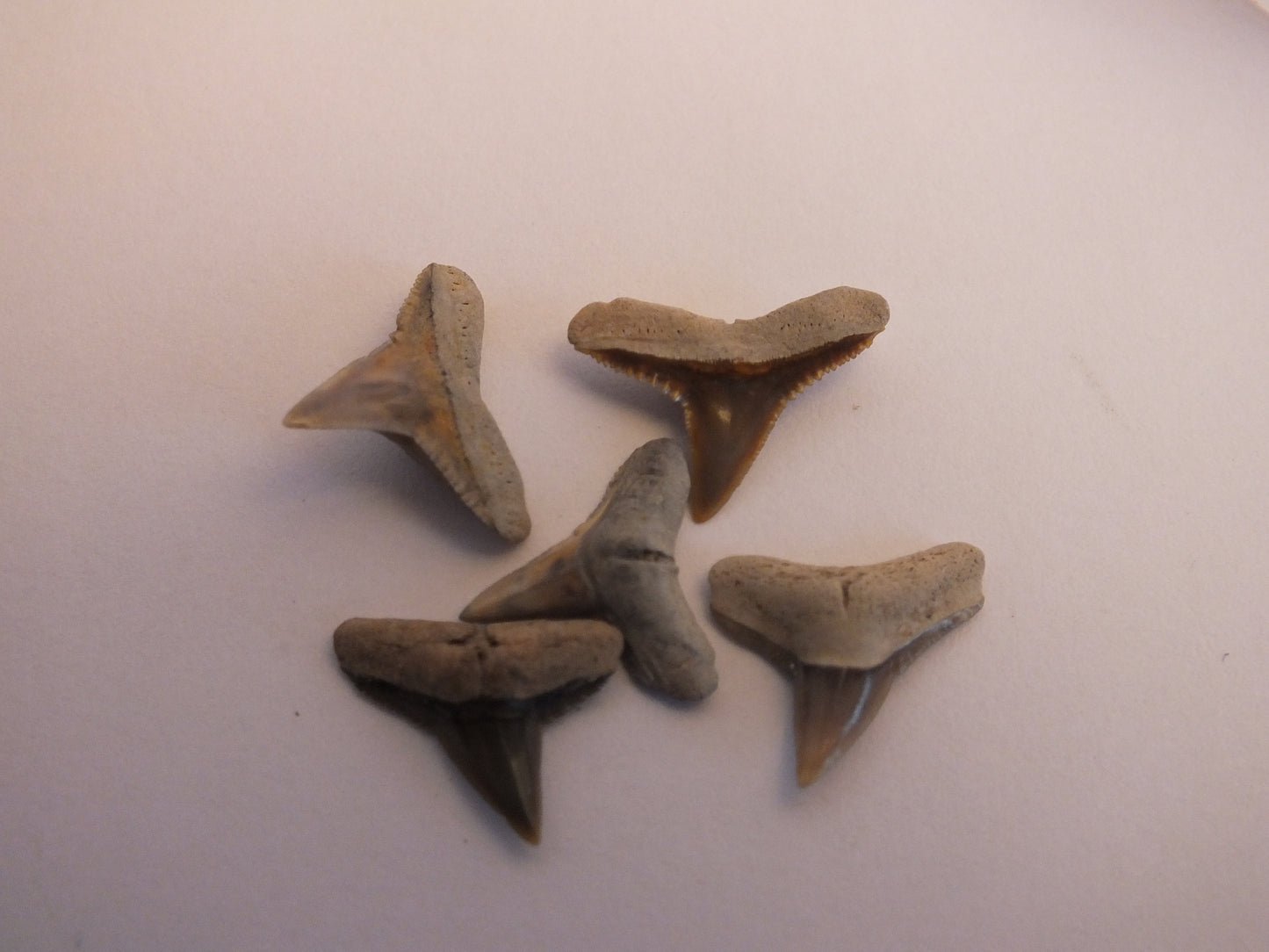 Bulk Small Lemon Shark Tooth Fossil