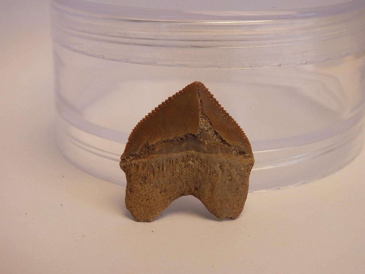 1.0" Squalicorax Shark Tooth Fossil