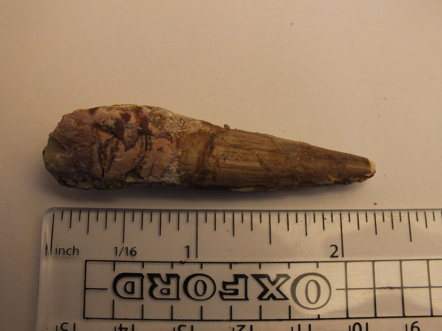2.25" Spinosaurus Tooth