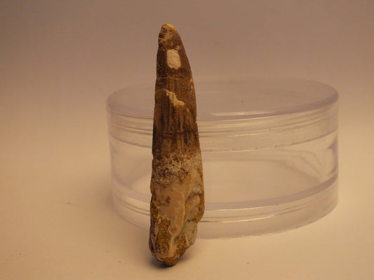 2.25" Spinosaurus Tooth