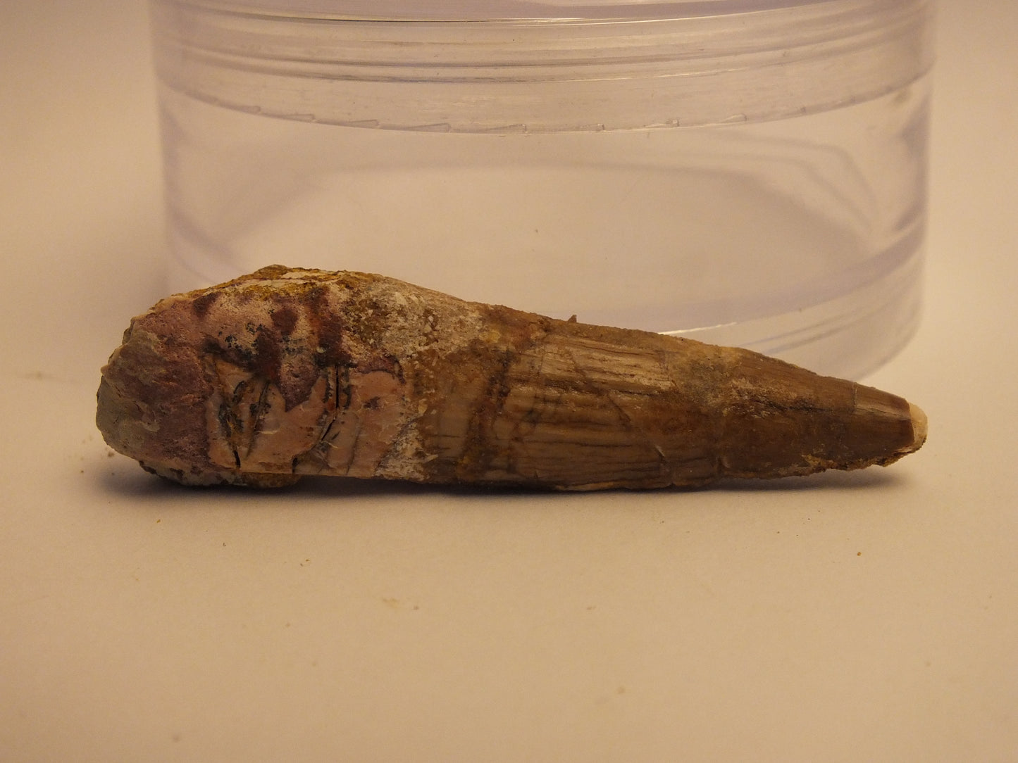 2.25" Spinosaurus Tooth