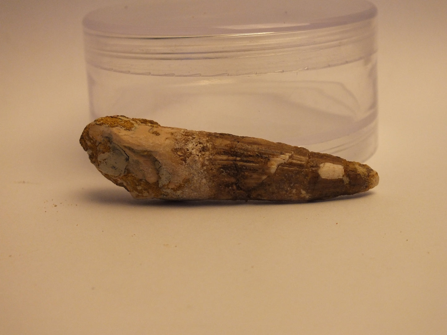 2.25" Spinosaurus Tooth