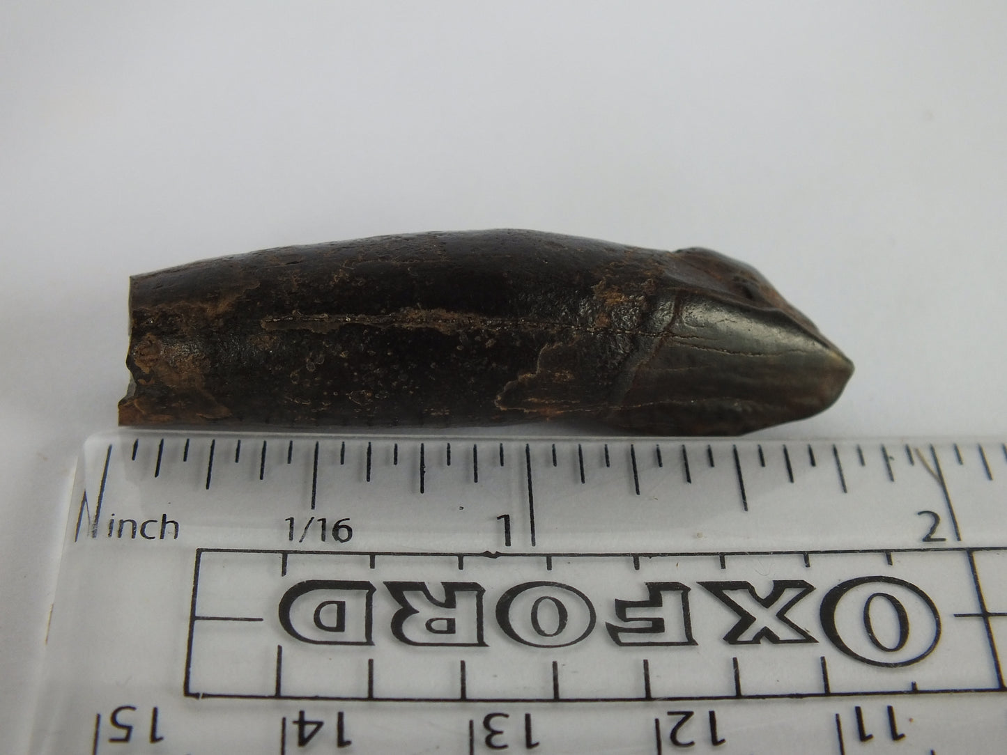 1.75" Rare River Dolphin Tooth (Goniodelphis Hudsoni)