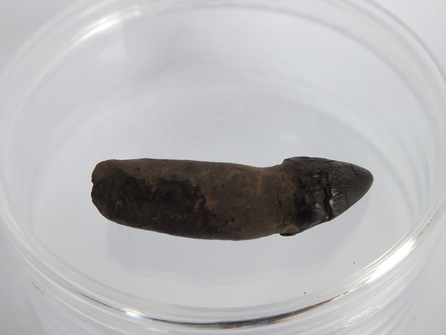 1.45" Rare River Dolphin Tooth (Goniodelphis Hudsoni)