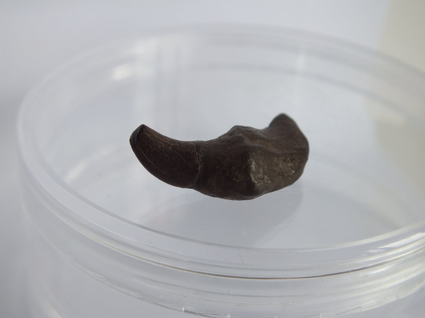 1.0" Rare River Dolphin Tooth (Goniodelphis Hudsoni)